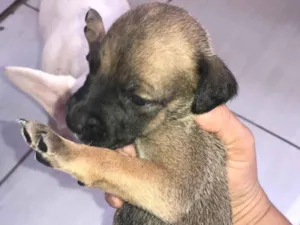 Cachorro raça Basset-Cofap idade Abaixo de 2 meses nome Recém na