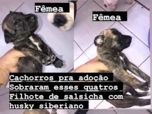 Cachorro raça Basset-Cofap idade Abaixo de 2 meses nome Recém na