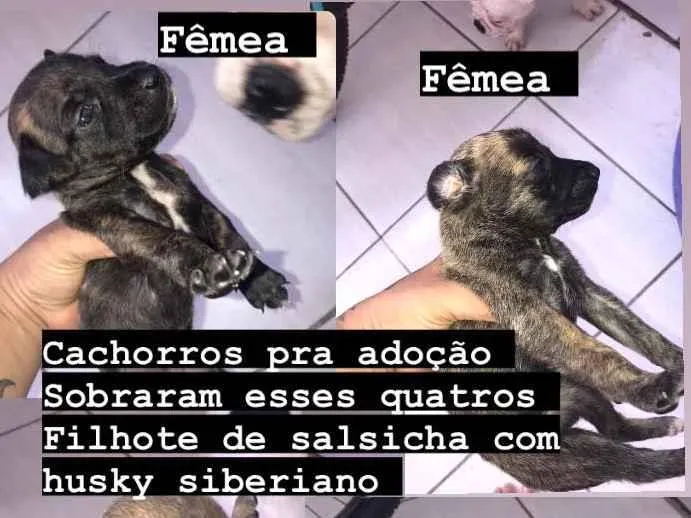 Cachorro ra a Basset-Cofap idade Abaixo de 2 meses nome Recém na