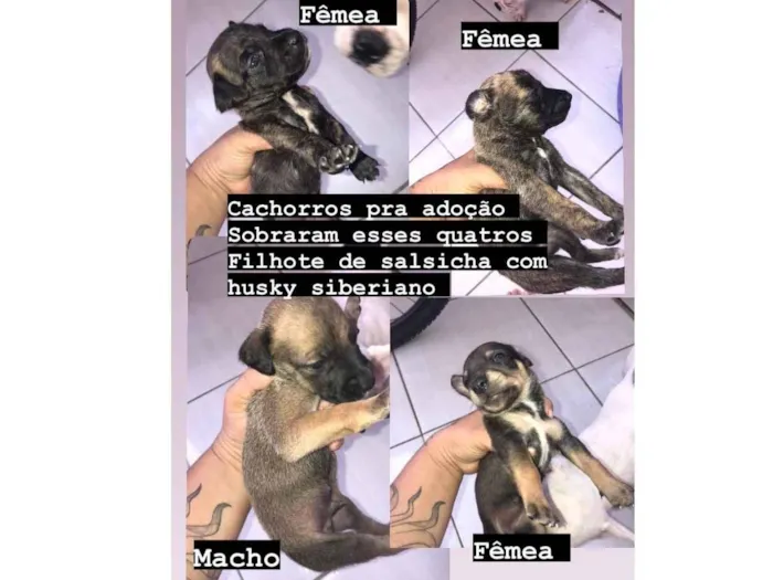 Cachorro ra a Basset-Cofap idade Abaixo de 2 meses nome Recém na