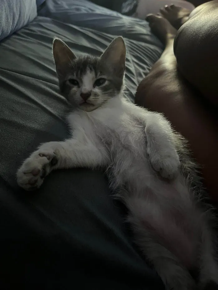 Gato ra a SRD-ViraLata idade 2 a 6 meses nome ...
