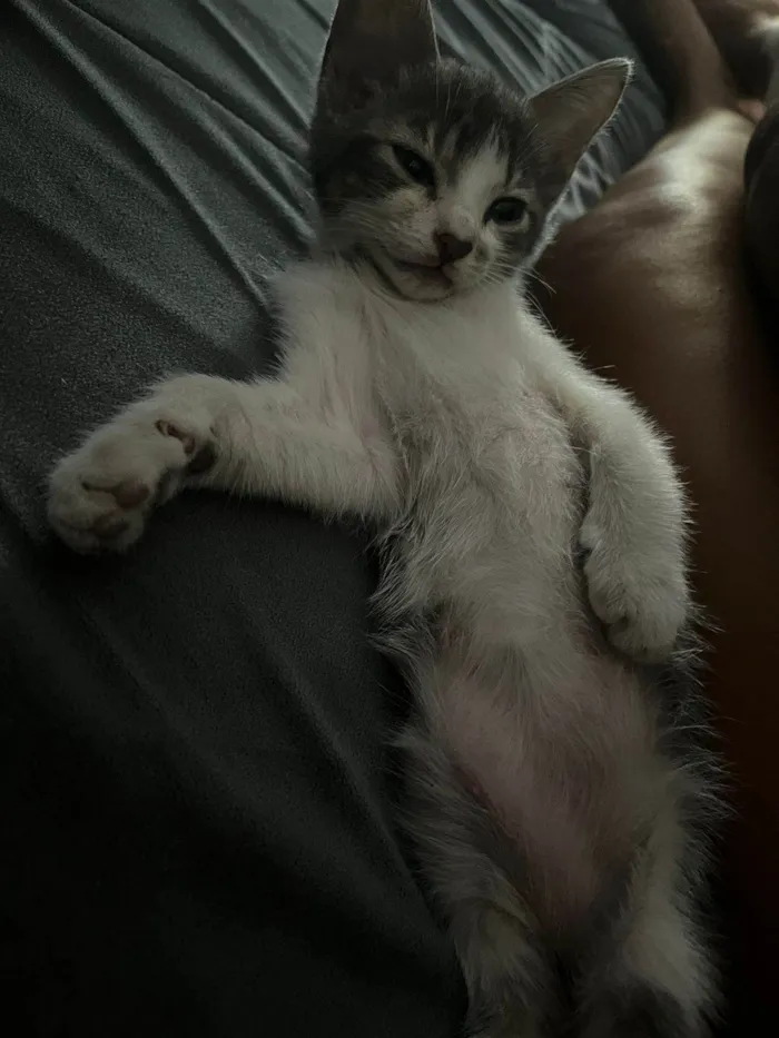 Gato ra a SRD-ViraLata idade 2 a 6 meses nome ...