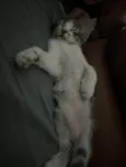 ...