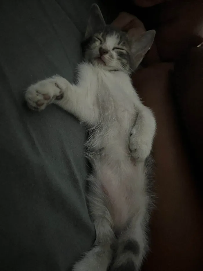 Gato ra a SRD-ViraLata idade 2 a 6 meses nome ...