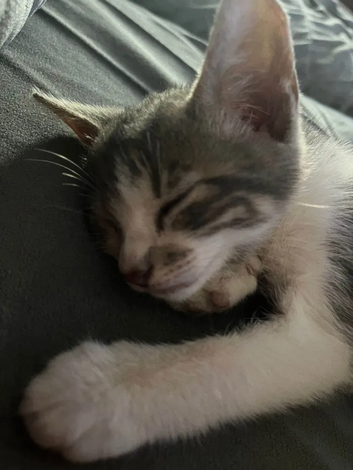 Gato ra a SRD-ViraLata idade 2 a 6 meses nome ...