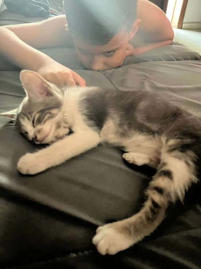 Gato ra a SRD-ViraLata idade 2 a 6 meses nome ...