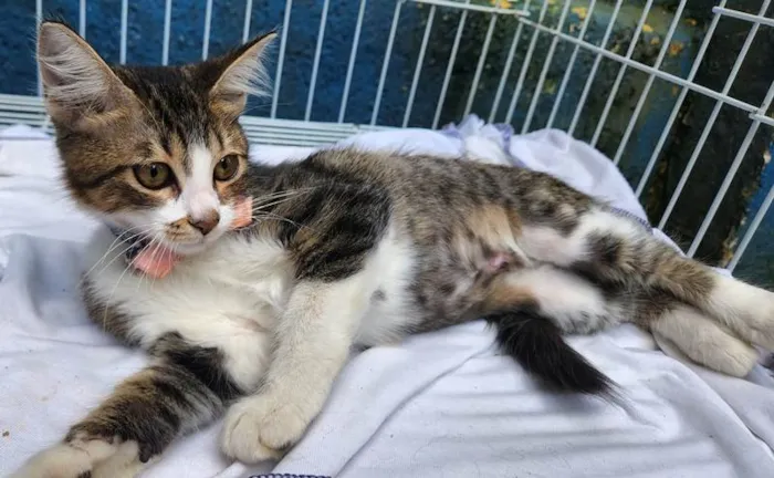 Cachorro raça SRD-ViraLata idade 2 a 6 meses nome TÂNIA TIGRESA