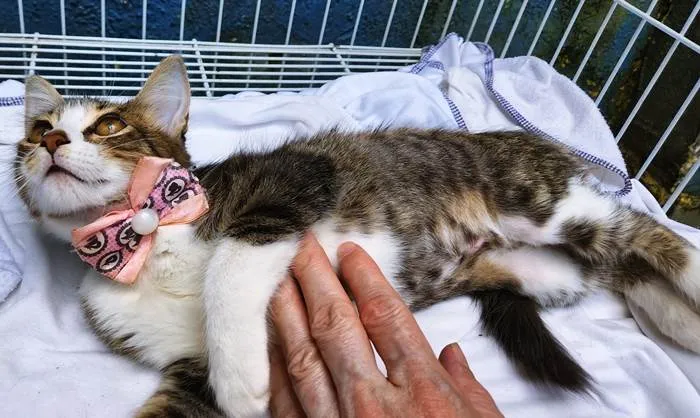 Cachorro raça SRD-ViraLata idade 2 a 6 meses nome TÂNIA TIGRESA