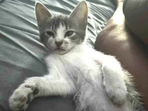 Gato raça SRD-ViraLata idade 2 a 6 meses nome ...