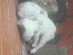 Cachorro raça SRD-ViraLata idade Abaixo de 2 meses nome Babys