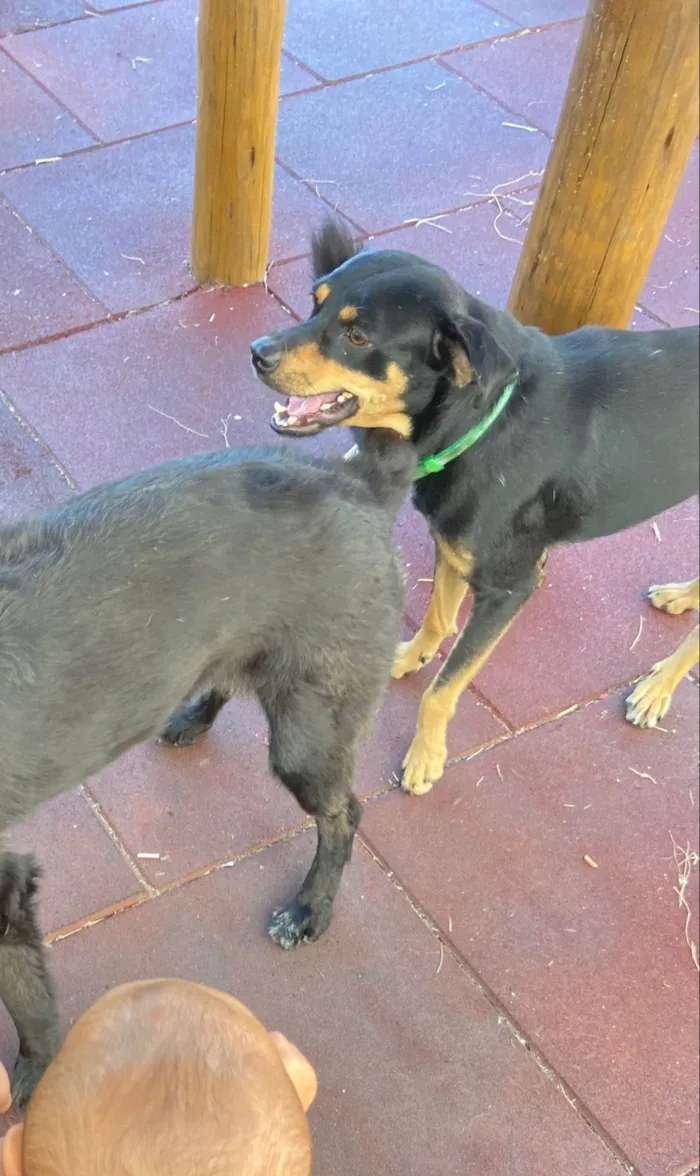 Cachorro raça Srd idade 2 a 6 meses nome Pretinho 