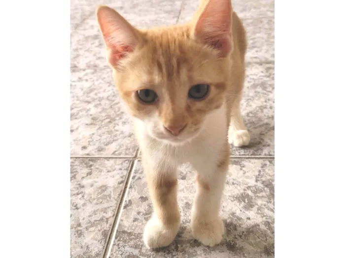 Gato raça SRD-ViraLata idade 2 a 6 meses nome Nestor