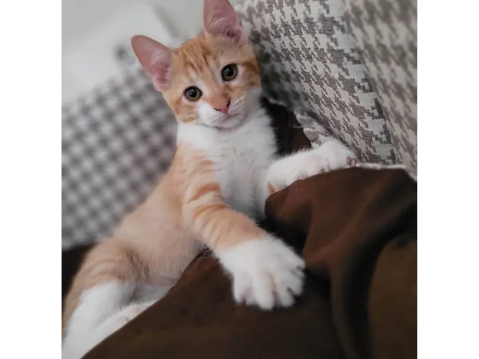 Gato raça SRD-ViraLata idade 2 a 6 meses nome Nestor
