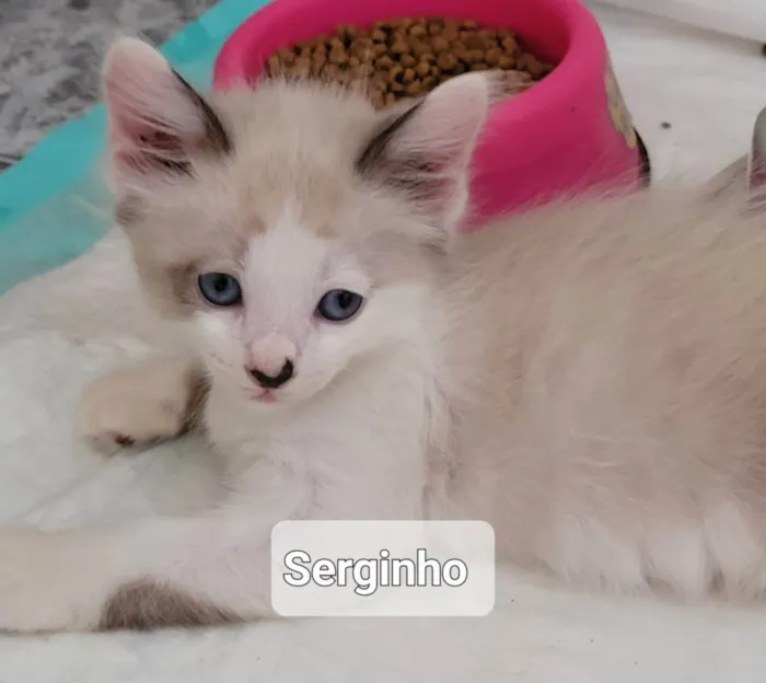 Gato raça SRD-ViraLata idade 2 a 6 meses nome Serginho