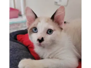 Gato raça SRD-ViraLata idade 2 a 6 meses nome Serginho