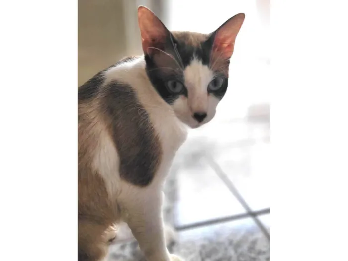 Gato raça SRD-ViraLata idade 1 ano nome Boneca