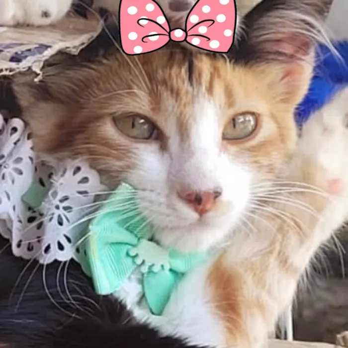Gato ra a Mestica  idade 2 a 6 meses nome Sandy 