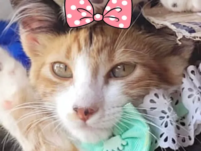 Gato ra a Mestica  idade 2 a 6 meses nome Sandy 