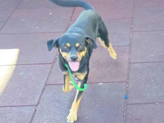 Cachorro raça Srd idade 2 a 6 meses nome Pretinho 