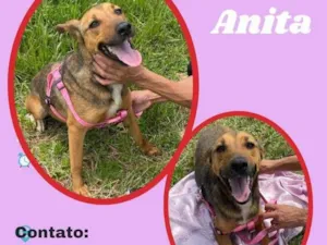 Cachorro raça SRD idade 1 ano nome Anita