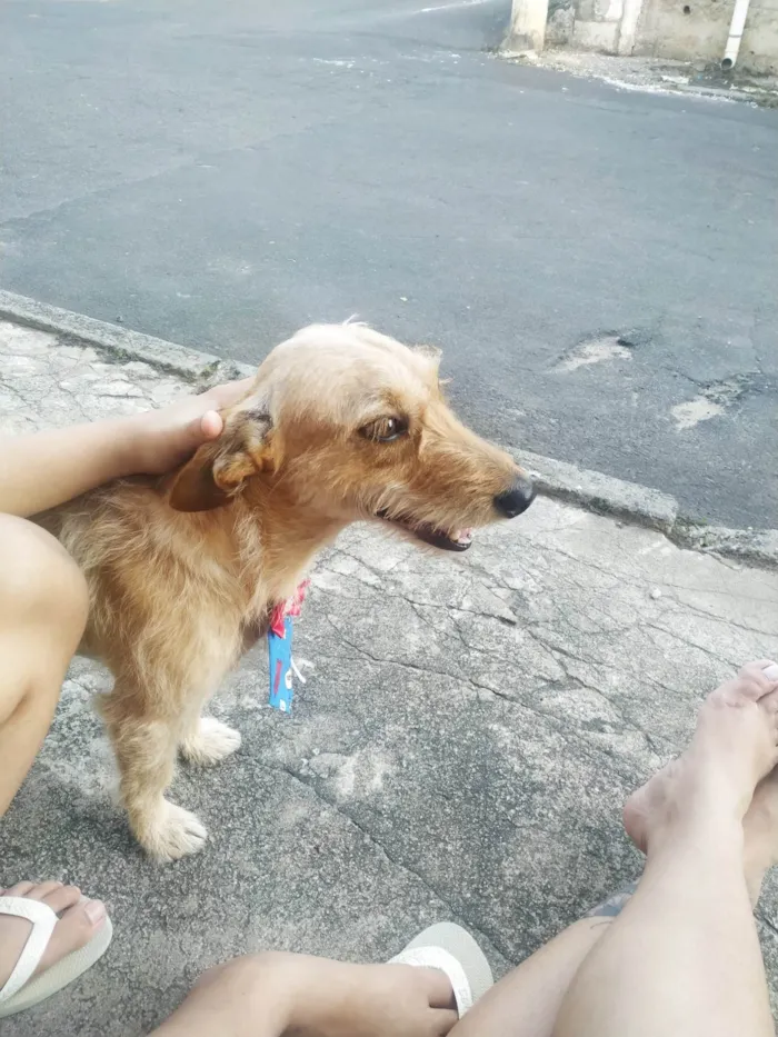 Cachorro ra a SRD-ViraLata idade 3 anos nome Todinho