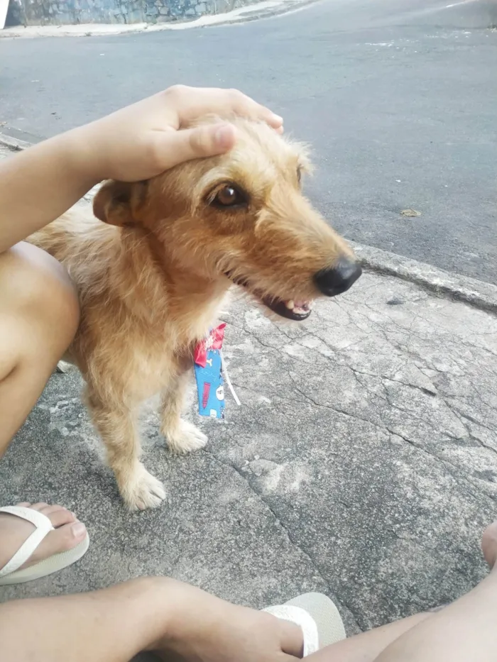 Cachorro ra a SRD-ViraLata idade 3 anos nome Todinho