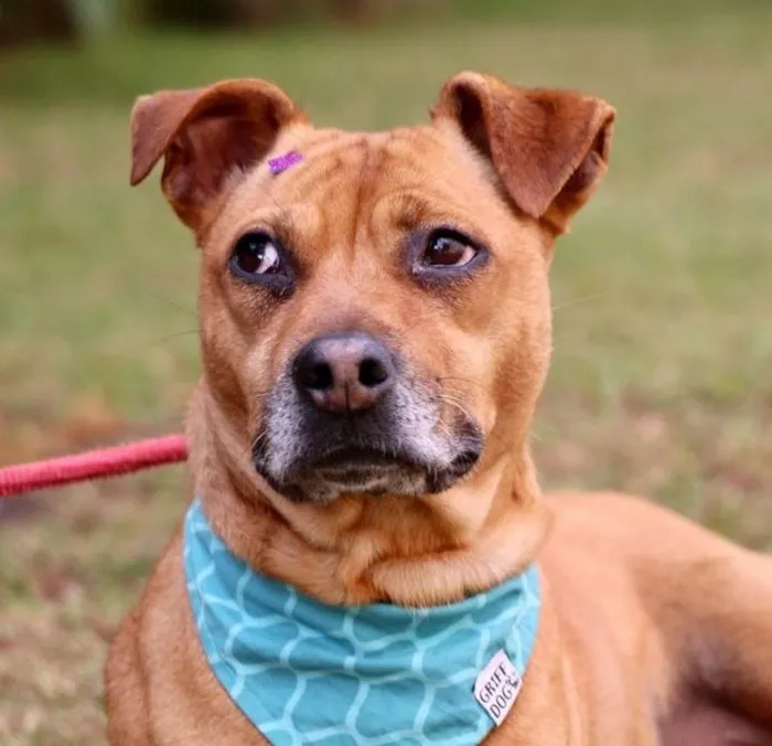 Cachorro raça SRD-ViraLata idade 3 anos nome Thais