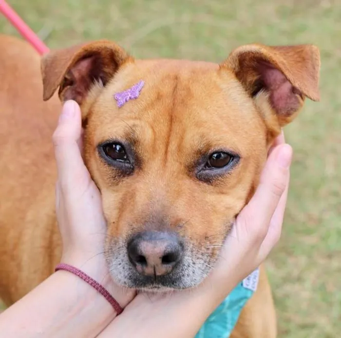 Cachorro raça SRD-ViraLata idade 3 anos nome Thais