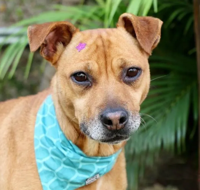 Cachorro raça SRD-ViraLata idade 3 anos nome Thais