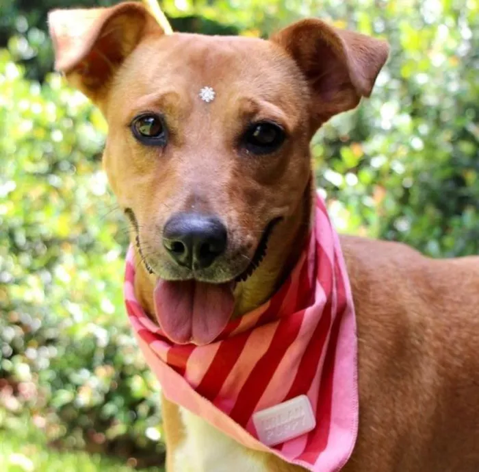 Cachorro raça  idade 2 anos nome Meredith