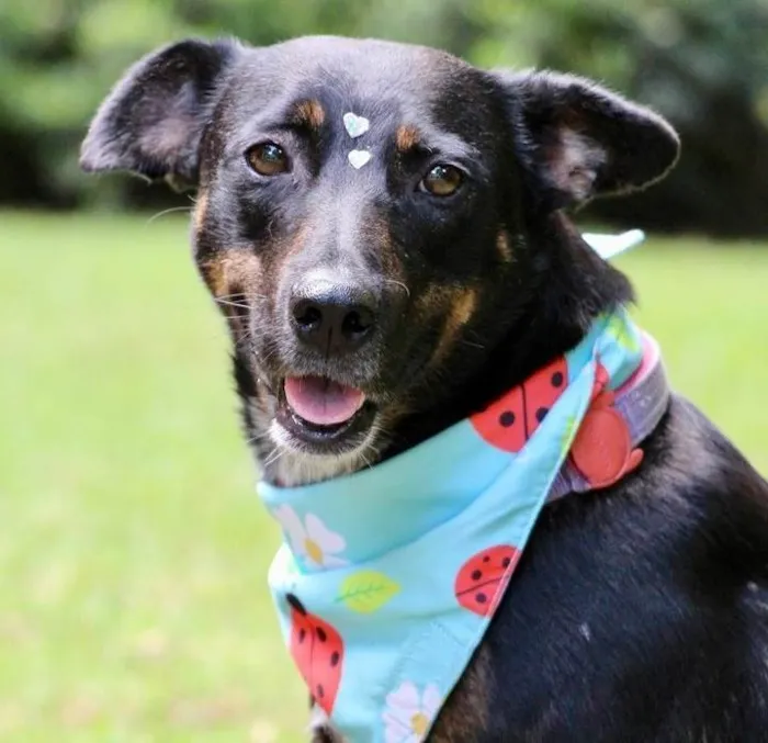 Cachorro raça  idade 2 anos nome Filó 