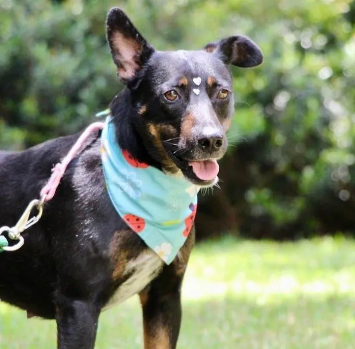 Cachorro raça  idade 2 anos nome Filó 