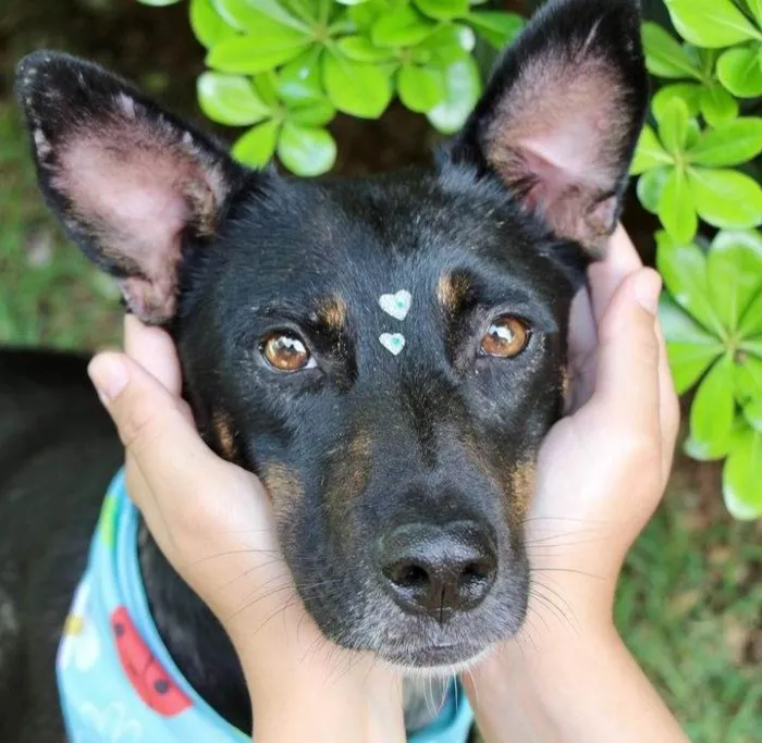 Cachorro raça  idade 2 anos nome Filó 