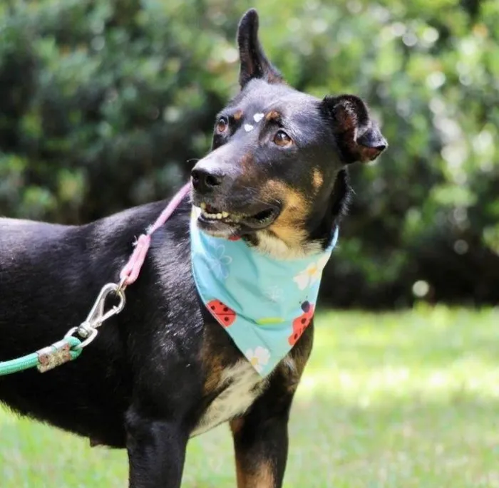 Cachorro raça  idade 2 anos nome Filó 