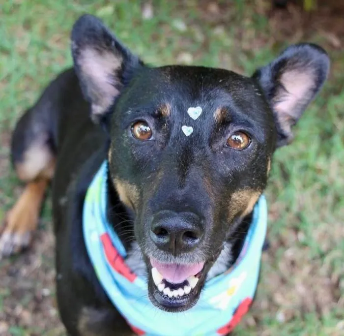 Cachorro raça  idade 2 anos nome Filó 