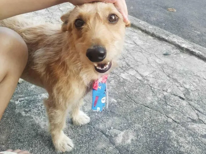 Cachorro ra a SRD-ViraLata idade 3 anos nome Todinho