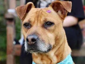 Cachorro raça SRD-ViraLata idade 3 anos nome Thais