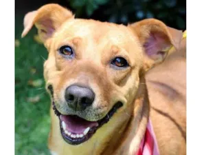 Cachorro raça  idade 2 anos nome Meredith