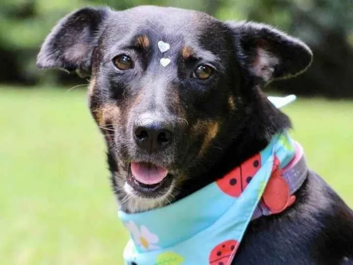 Cachorro raça  idade 2 anos nome Filó 