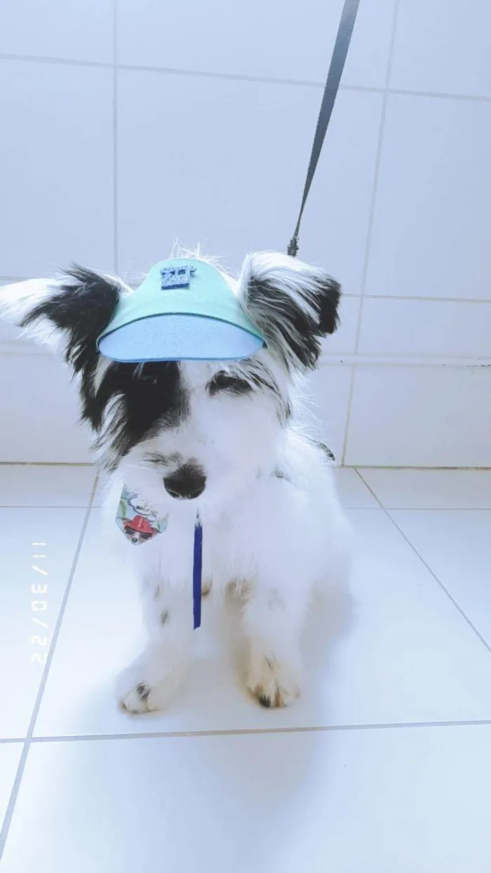 Cachorro raça SRD-ViraLata idade 7 a 11 meses nome Billy