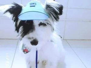 Cachorro raça SRD-ViraLata idade 7 a 11 meses nome Billy