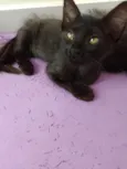 Frida 