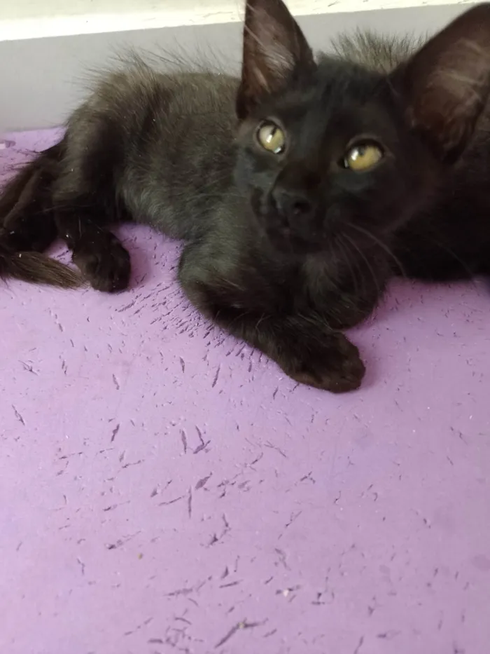 Gato raça SRD-ViraLata idade 2 a 6 meses nome Frida 