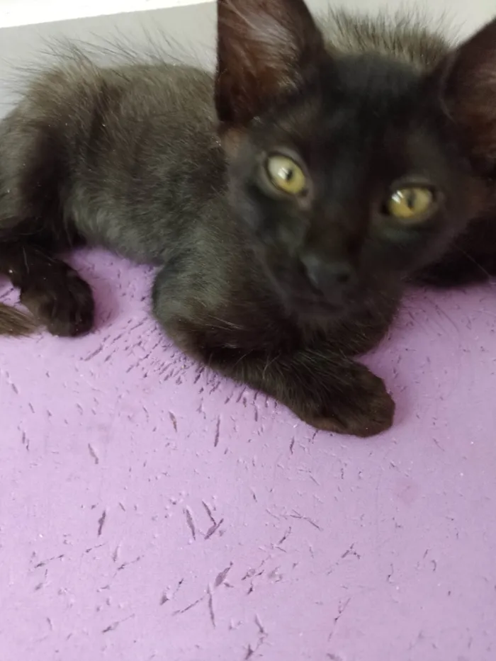 Gato raça SRD-ViraLata idade 2 a 6 meses nome Frida 