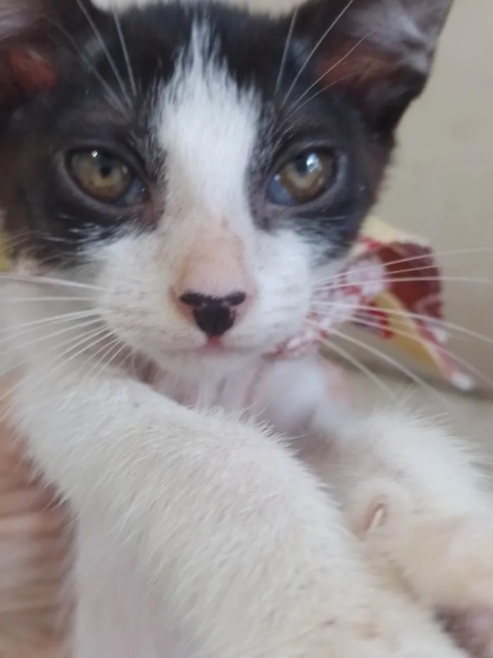 Gato raça SRD-ViraLata idade 2 a 6 meses nome Mel