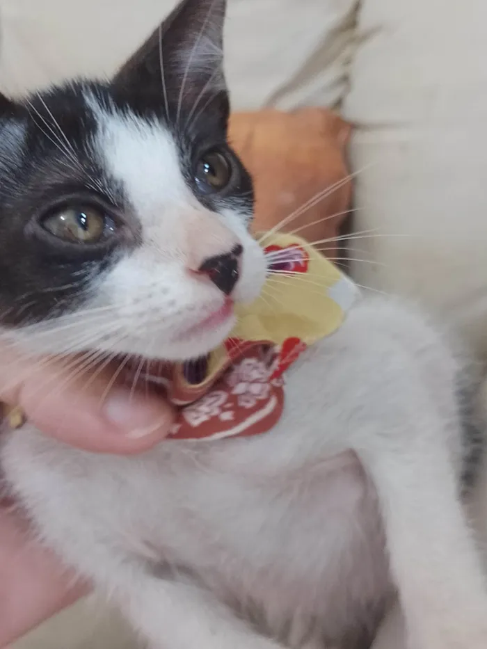 Gato raça SRD-ViraLata idade 2 a 6 meses nome Mel