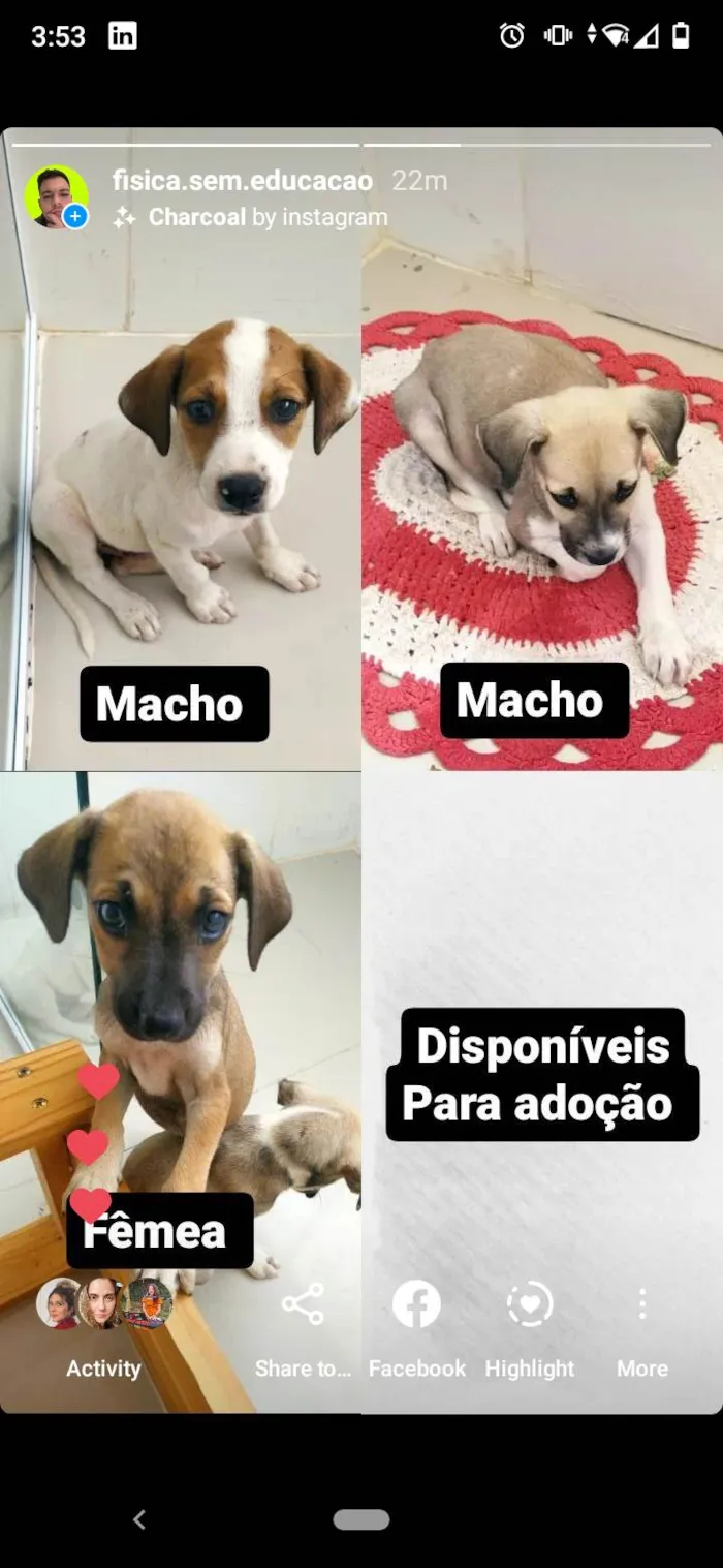 Cachorro raça SRD-ViraLata idade 2 a 6 meses nome Cafuné 