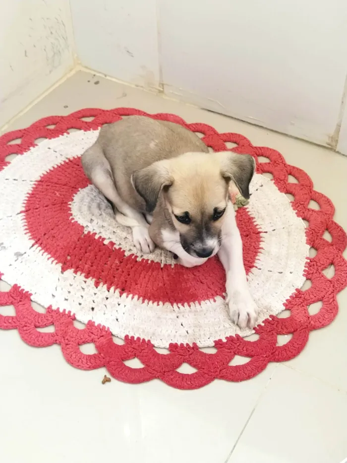 Cachorro raça SRD-ViraLata idade 2 a 6 meses nome Cafuné 