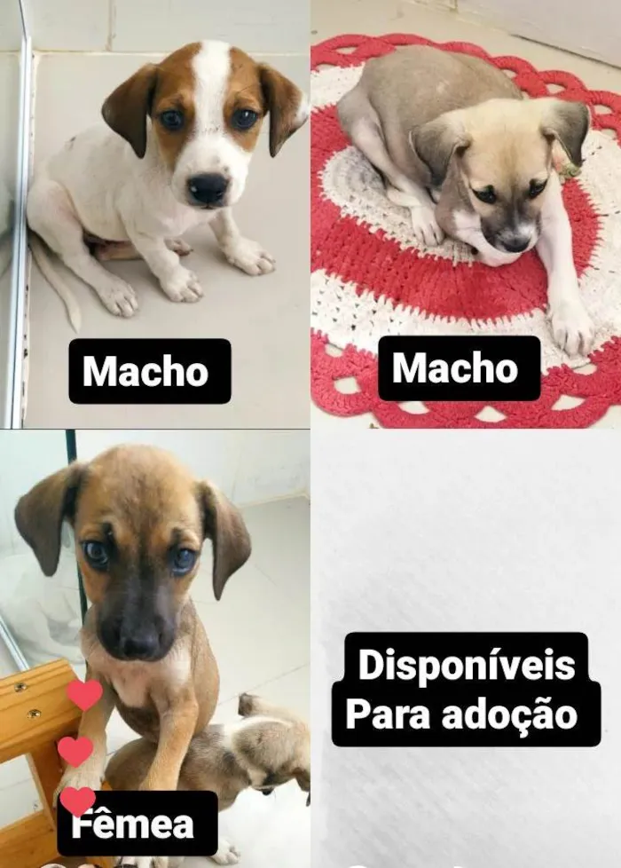 Cachorro raça SRD-ViraLata idade 2 a 6 meses nome Dog