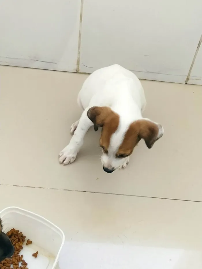 Cachorro raça SRD-ViraLata idade 2 a 6 meses nome Dog